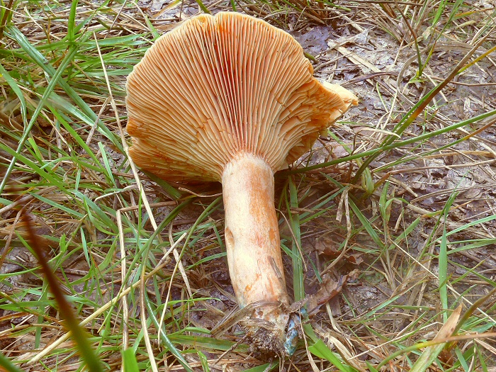 P1080013 LactariusDeliciosus cc crp